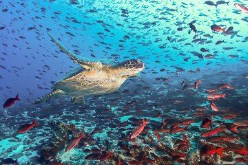 Snorkeling in Pigeon Island