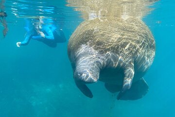 Manatee Snorkel Tour from American Pro Diving Center