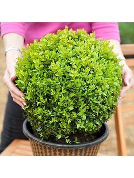 Pair Of Box Balls 25 - 35Cm Diameter 5L Pot