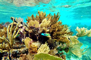 Private Snorkeling Adventure in Mahahual