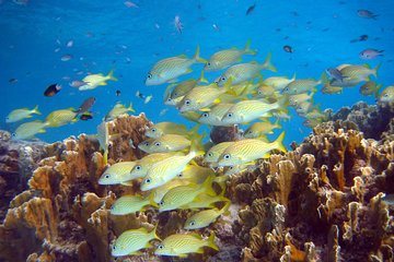 Private Klein Bonaire Snorkel tour with local guide.