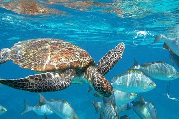 Surin Islands Snorkeling Trip from Khao Lak