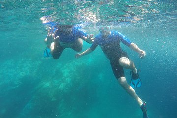Snorkeling with Dolphins in the Azores
