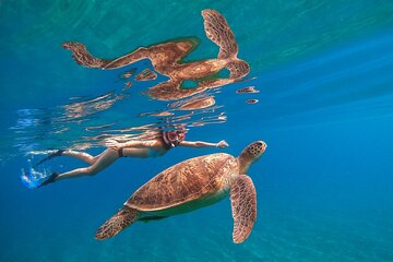 2Hour. Turtle Snorkeling Cruise in Waikiki - Summer Specal
