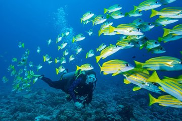 Scuba Diving / Snorkeling