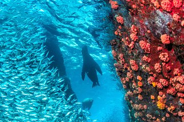 Snorkeling Adventure at Espiritu Santo Island National Park