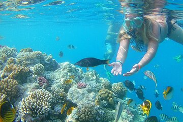 Coral Garden Amazing Full Day Snorkeling Sea Trip With Lunch - Marsa Alam