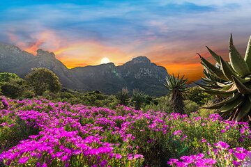 Kirstenbosch Botanical Gardens and Cape Winelands Tour.