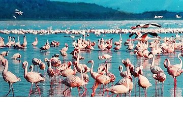 4 Day Masai Mara & Lake Nakuru Safari