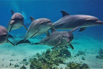 Dolphin House Satayeh Reef Full Day Snorkeling Sea Trip With Transfer-Marsa Alam