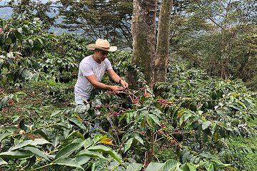 Be a Farmer for One Day (Coffee Tour) and Salento Walking from Pereira
