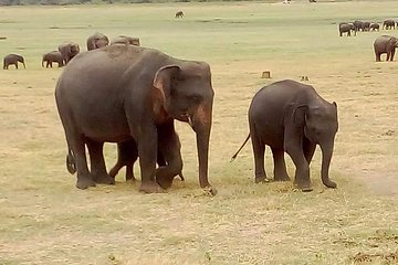 Arugambay to trincomalee drop hire