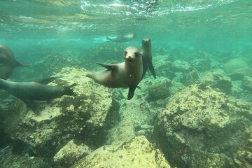 8-Day Galapagos Island Hopping Budget: Boat Tour, Giant Tortoises and Snorkeling