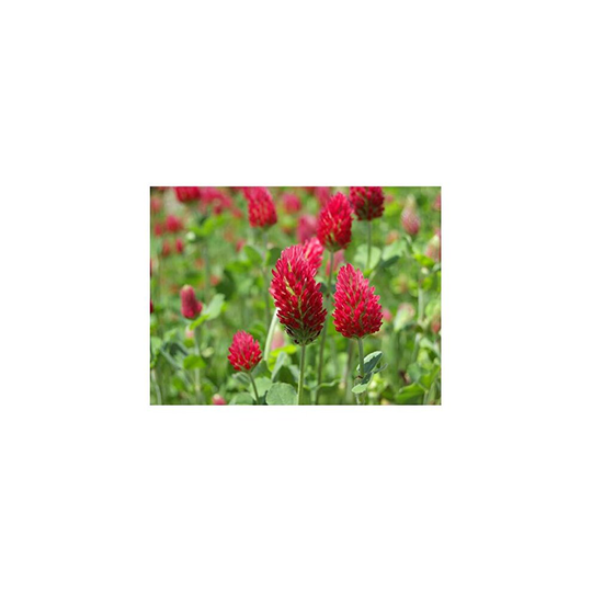 PREMIER SEEDS DIRECT - Green Manure - Crimson Clover - 40 Gram Finest Seeds