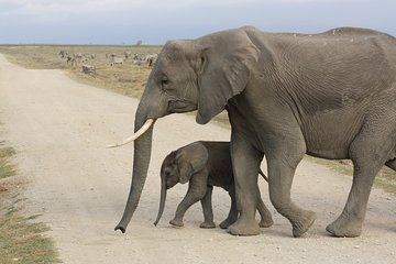 Private Amboseli Day tour