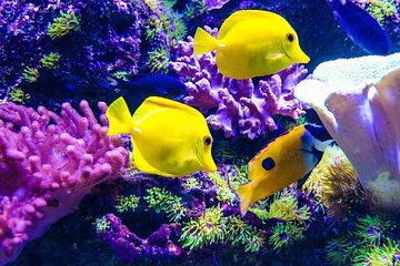 Blue Lagoon Snorkeling; Starfish Adventure; The Rock; Paje Beach; Kuza Cave Tour