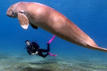 Swim With Dolphin in Dolphin House Satayeh Reef Snorkeling Sea Trip