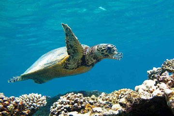 Marsa Mubarak Snorkeling Sea Trip With Transfer & Lunch - Marsa Alam