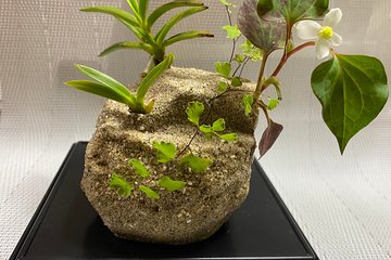 Private Japanese Ikibana Culture of Plants Experience