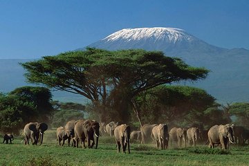 Day tour to Amboseli National Park from Nairobi
