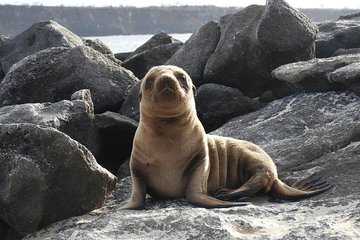 4-Day Small Group Galapagos Budget: Los Tuneles Snorkeling and Airport Transfers
