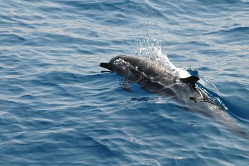 Sunrise dolphin watching experience and Bar Reef snorkelling - Kalpitiya