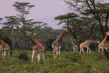 Day Safari To Nakuru National Park From Nairobi