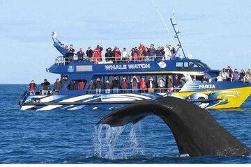 Whale Watching Excursion Mirissa a Day