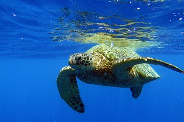 Turtle Canyon Waikiki Snorkel Adventure