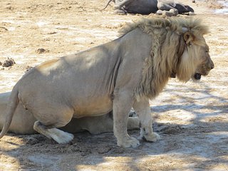 Binga Resorts & Hwange Safari 5 days