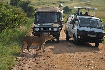 Nairobi Airport Layover Half Day Tour to Nairobi National Park