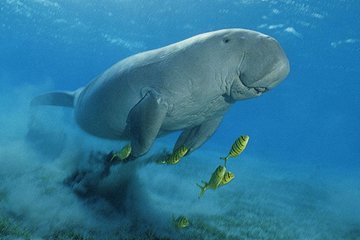 Abu Dabbab over day - Snorkel with Turtles & Dugong From Hurghada - Hurghada