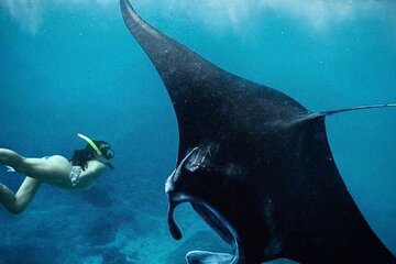 Snorkeling In Nusa Penida Departing From Bali Island,Snorkeling in Blue Paradise
