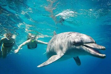 Satayeh Reef Swim With Dolphin and Snorkeling Sea Trip -Marsa Alam