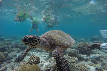 3 Point Snorkeling Safari