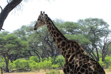 Zimbabwe Multi day Mobile Safari 12 days
