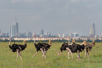 Safari Nairobi National Park Morning or afternoon game drive