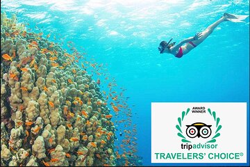 [PacificBoat ]Premium Snorkeling - Explore Cham Island by speedboat (MAX 15 pax)