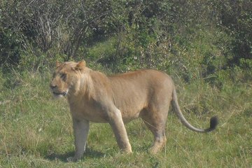 Nairobi National Park/giraffe & Elephant Experiences