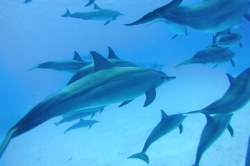 Swim With Dolphin in Satayeh Reef Snorkeling Sea Trip With Lunch - Marsa Alam