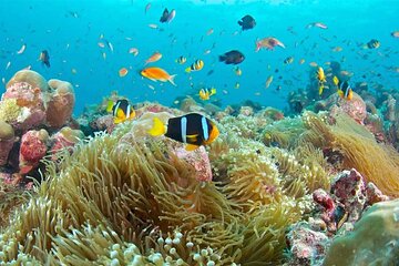 Snorkeling at Blue Lagoon and The Rock Restaurant