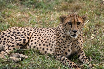 4 Days Kenya Great Safari To Great Maasai Mara Game Reserve