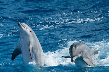 Full-Day Activity Dolphin Snorkeling in Hurghada with Lunch