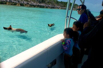 Half Day Swimming Pigs, Swim & Snorkel, Lunch on Rose Island Beach