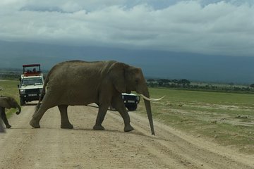 4Nights 5Days Amboseli-Lake Naivasha- Masai Mara - Departure Safari Van