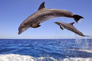 Royal Sea Trip to Dolphin House and Snorkeling