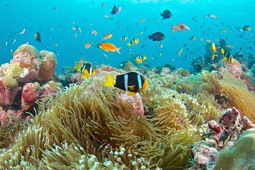 The Best 2-point Snorkeling in Padangbai: Blue lagoon and Tanjung jepun