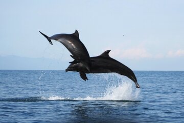 Half day - Wild dolphins encounter & snorkeling at Los Arcos