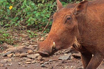 6.a.m To 12 Noon Nairobi Park Game Drive And Giraffe Centre