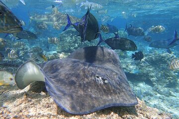 Lagoonarium / Sea Scooter Snorkeling Tour
